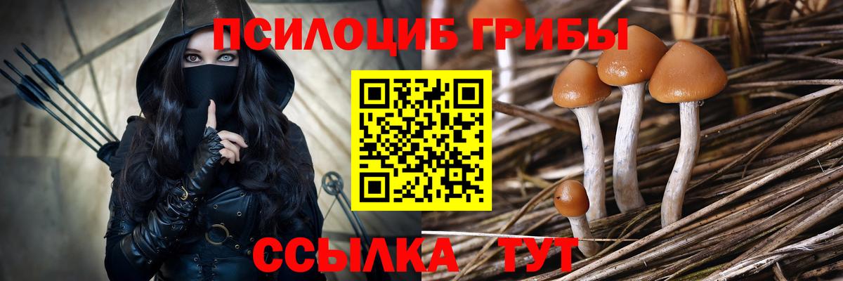 Балашов  Галлюциногенные грибы Psilocybe  Вход с VPN 